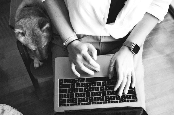dog and computer